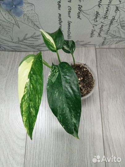 Эпипремнум пиннатум вайт вариегатный