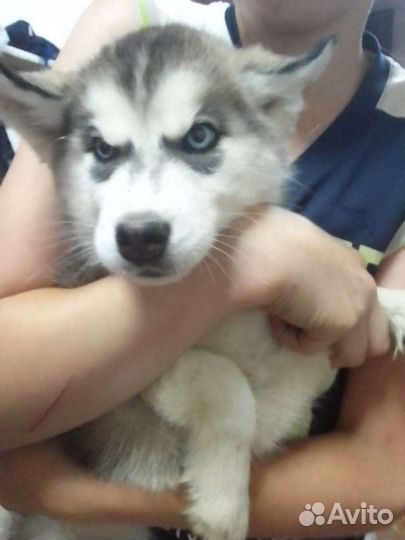 Сибирский хаски