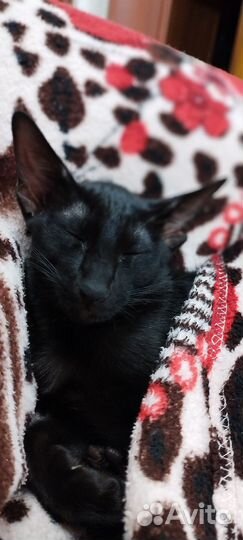 Ориентальная кошечка