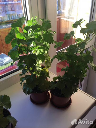 Пеларгония герань королевская