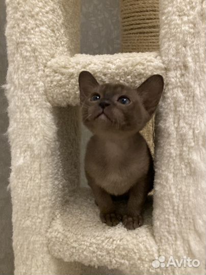 Бурманские котята