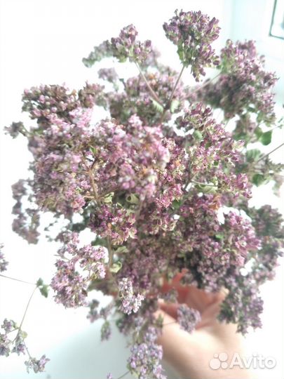 Душица Орегано