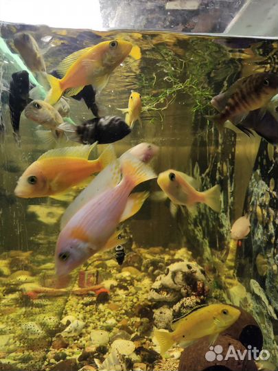 Рыбки цихлиды и гуппи