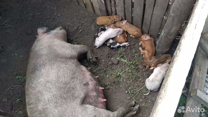 Поросята