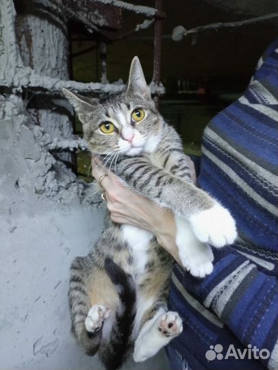 Котенок