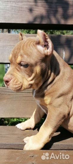 Американский булли xl, стандарт, покет