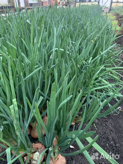 Лук зеленый оптом
