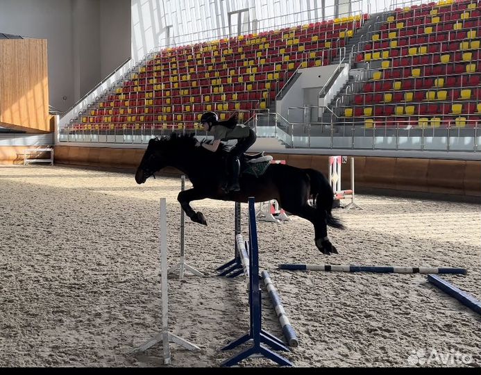 Жеребец на продажу