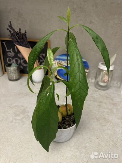 Авокадо дерево