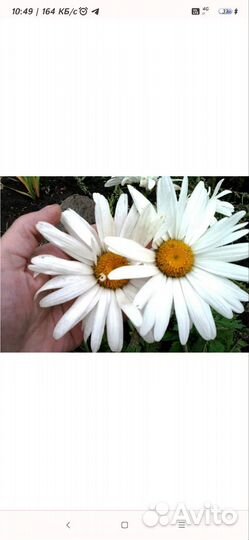 Ромашка садовая крупная