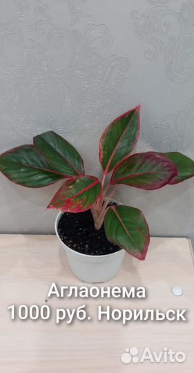 Аглаонема