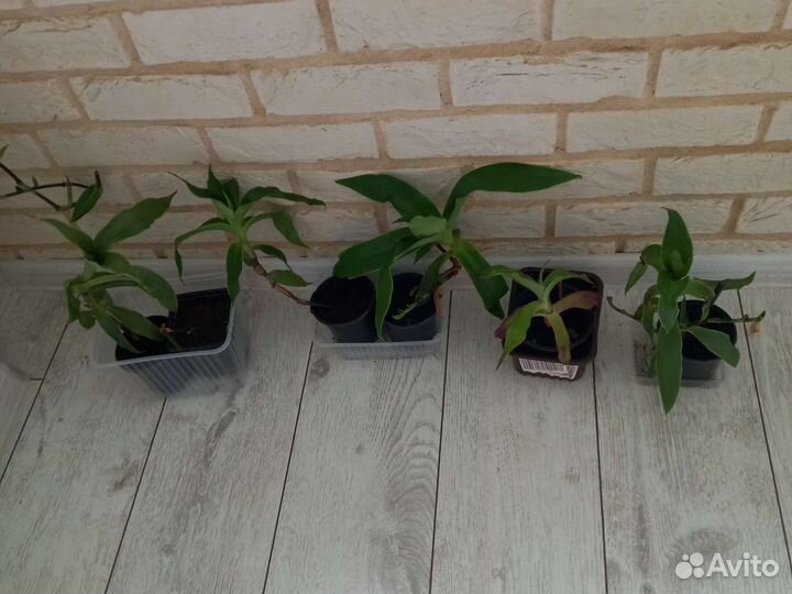 Растение золотой ус