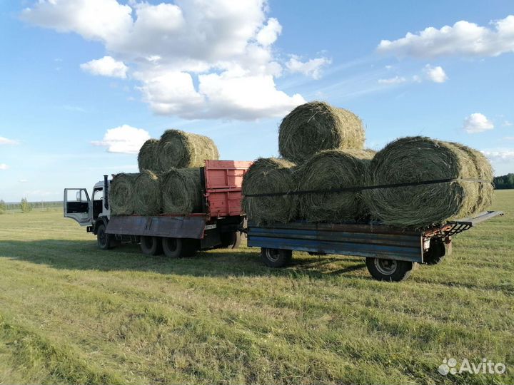 Сено в рулонах