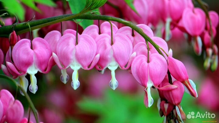 Садовые цветы