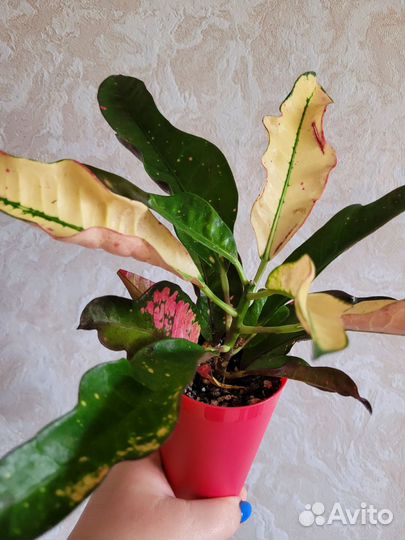 Кротон Вилма