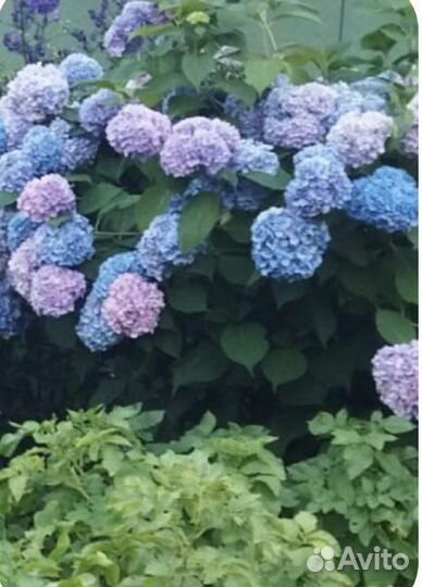 Гортензии и др
