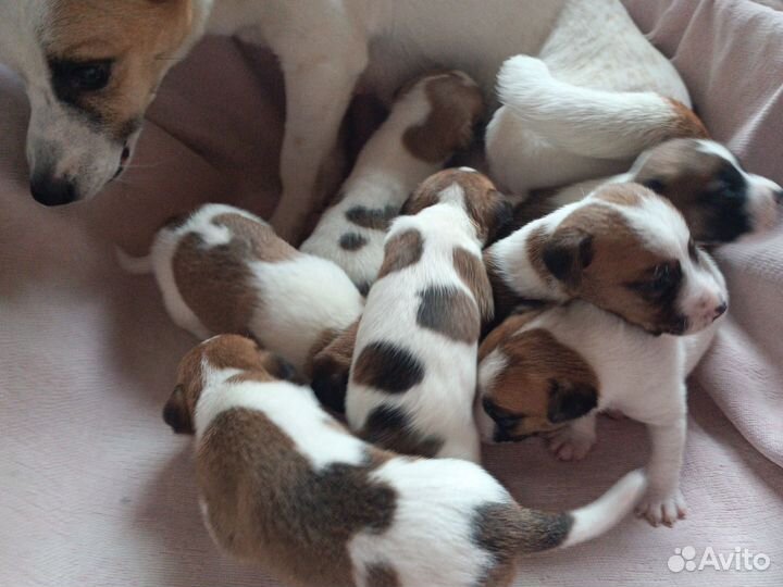 Щенки Джек Рассел терьер
