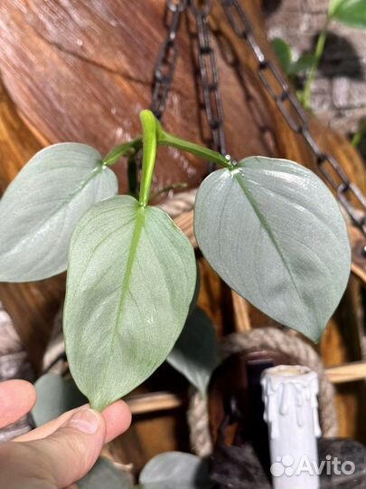 Филодендрон хастатум