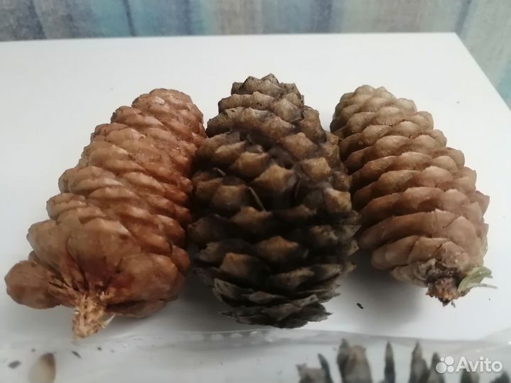 Шишки еловые