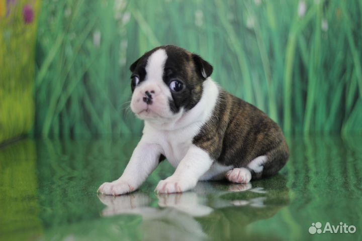 Мини Бостон терьер