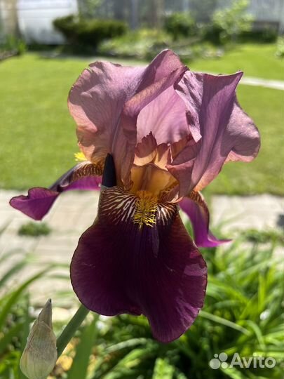 Ирис сортовой