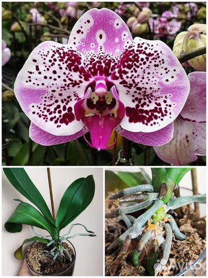 Орхидеи фаленопсис