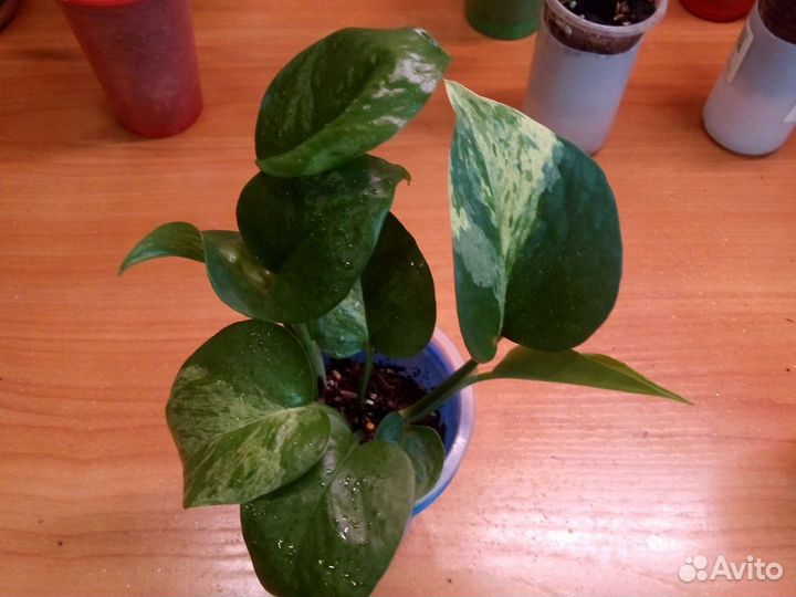 Сциндапсус