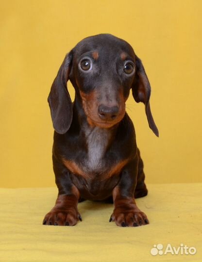 Такса миниатюрная гладкошерстная, щенки