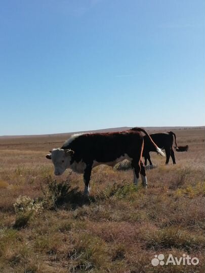 Бычки на откорм