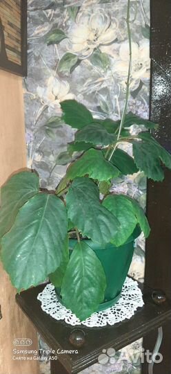 Тетрастигма вуанье