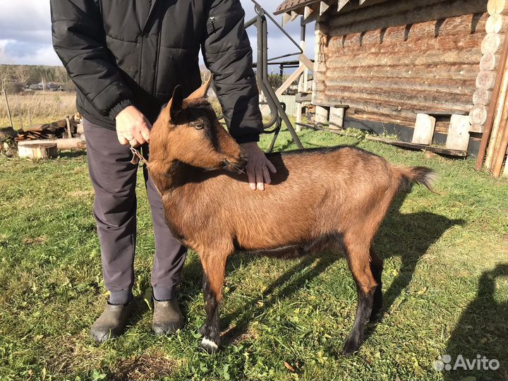 Альпийская коза