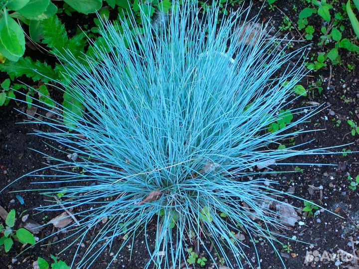 Овсяница голубая