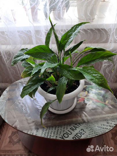 Женское счастье