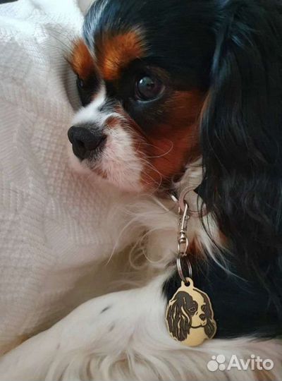 Спаниельки ккчс, кавалерские детки