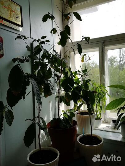 Кофейное дерево