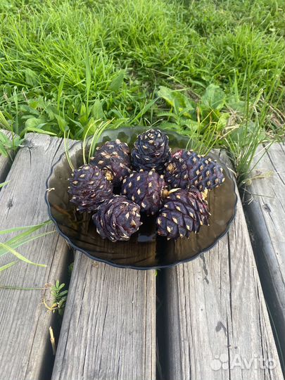 Шишка кедровая 5 штук на продаже