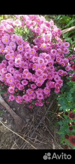 Хризантема мультифлора