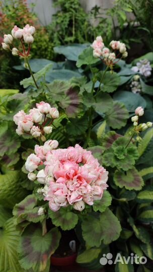 Пеларгония Эпплблоссум Экзотика