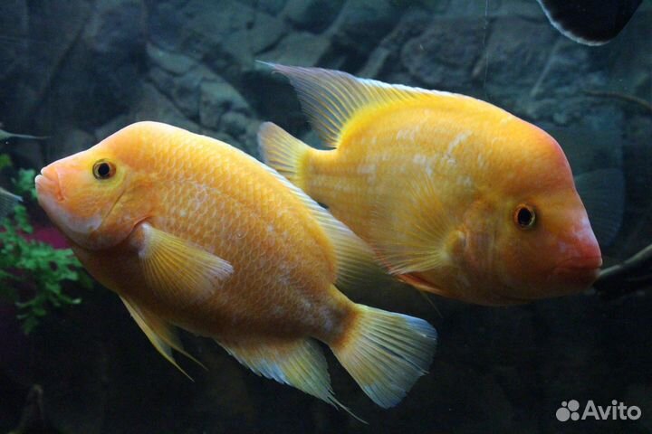 Аквариумные рыбки