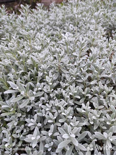 Ясколка, Арабис, Флокс, Гвоздика, Вербейник и др