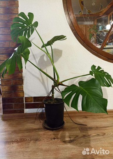 Монстера крупнолистная