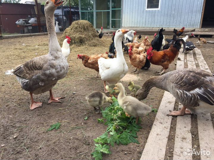 Семья гусей