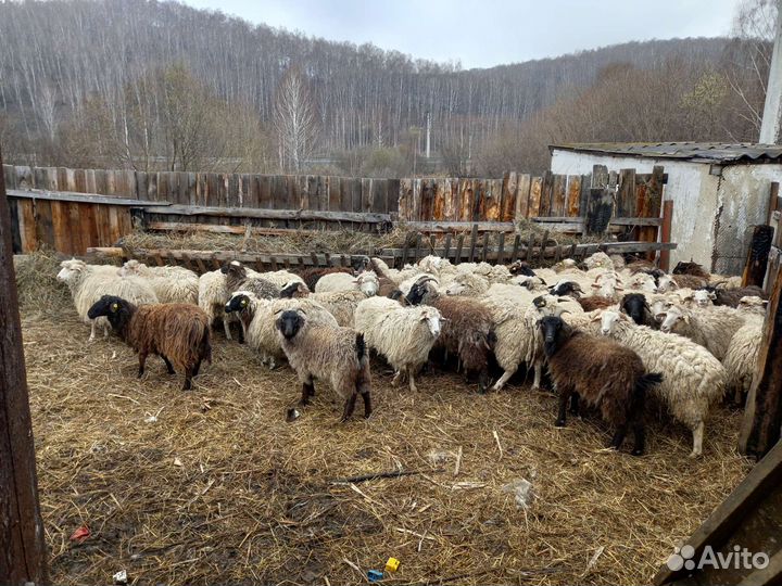 Бараны и овцы