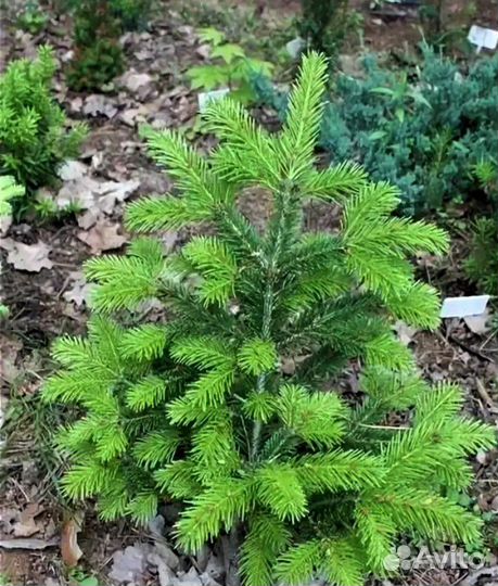 Семена пихты корейской