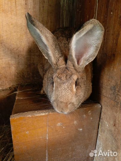 Самки кролихи
