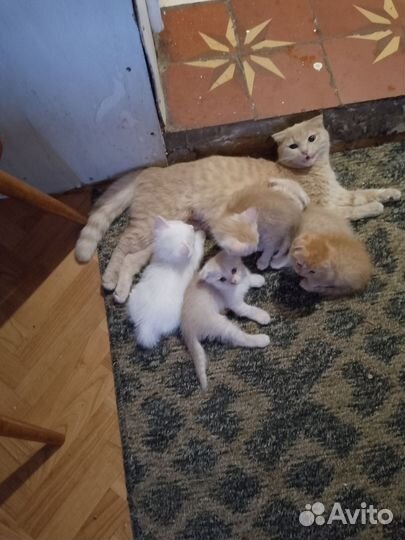 Домашние животные котята