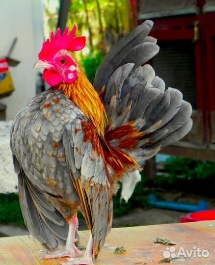 Малазийская серама. Курочки, цыплята. Семьи