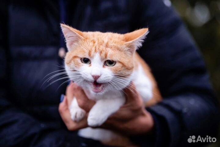 Кот в добрые руки