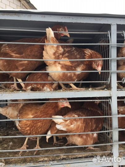 Куры несушки молодки 120 дней