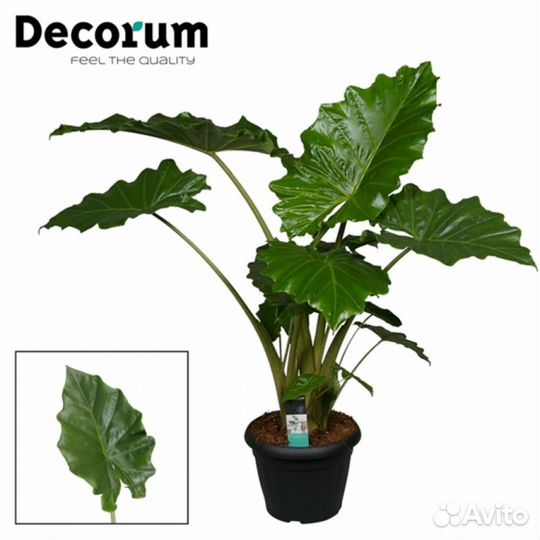 Алоказия портодора 19 95